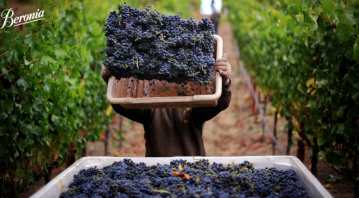 Los orígenes de la crianza del vino