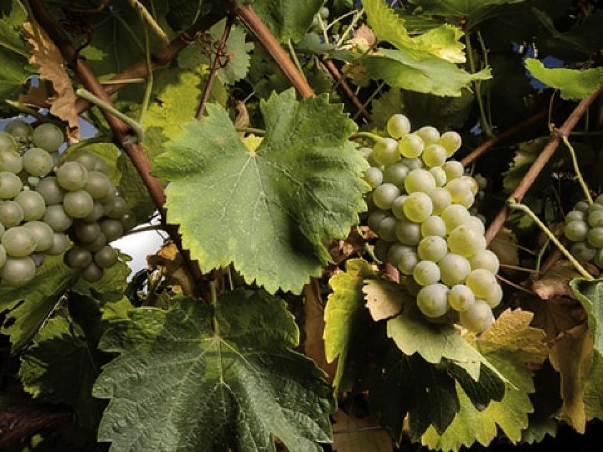 verdejo